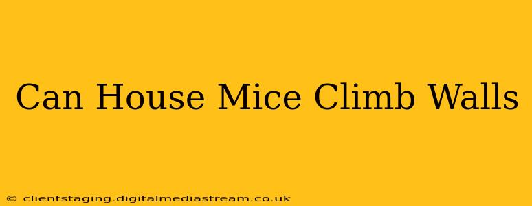 Can House Mice Climb Walls