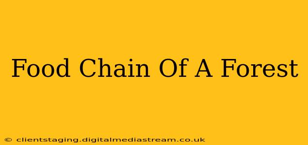 Food Chain Of A Forest