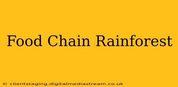 Food Chain Rainforest