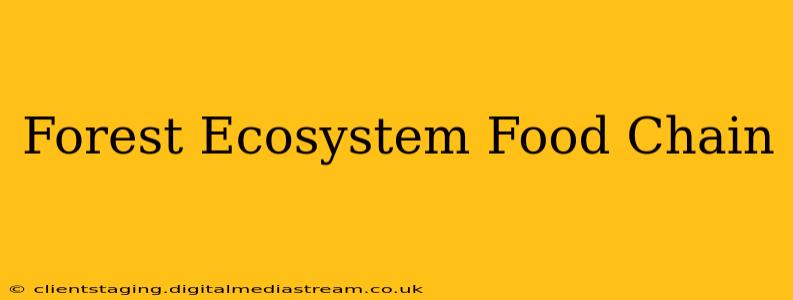Forest Ecosystem Food Chain