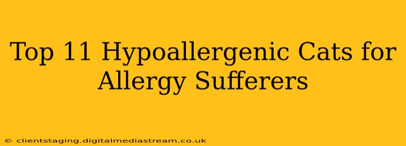 Top 11 Hypoallergenic Cats for Allergy Sufferers