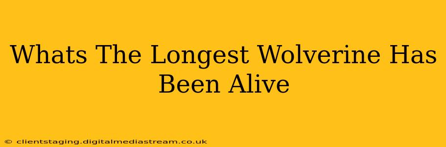 Whats The Longest Wolverine Has Been Alive