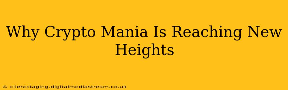 Why Crypto Mania Is Reaching New Heights